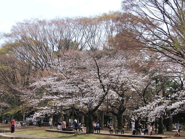 A Serene Escape and Beauty of Yoyogi Park**