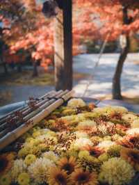 🍁✨ 秋の光明寺で紅葉のトンネルを体感しよう ✨🍁