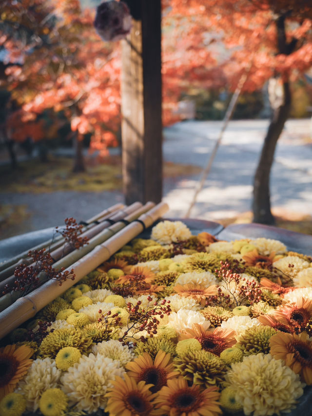 🍁✨ 秋の光明寺で紅葉のトンネルを体感しよう ✨🍁