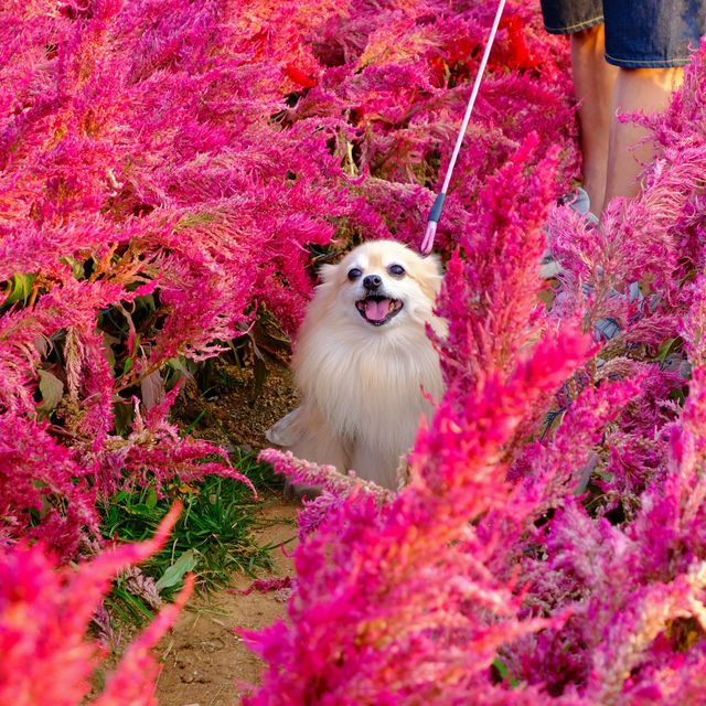 Hokkaido Flower Park Khaoyai 