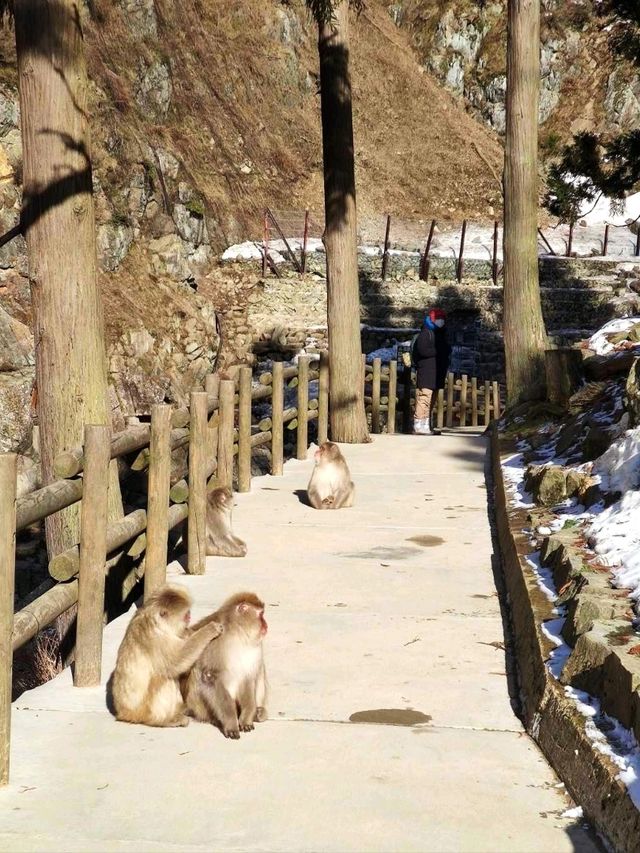 Snowy Trails & Wild Encounters at Jigokudani Monkey Park ❄️🐒