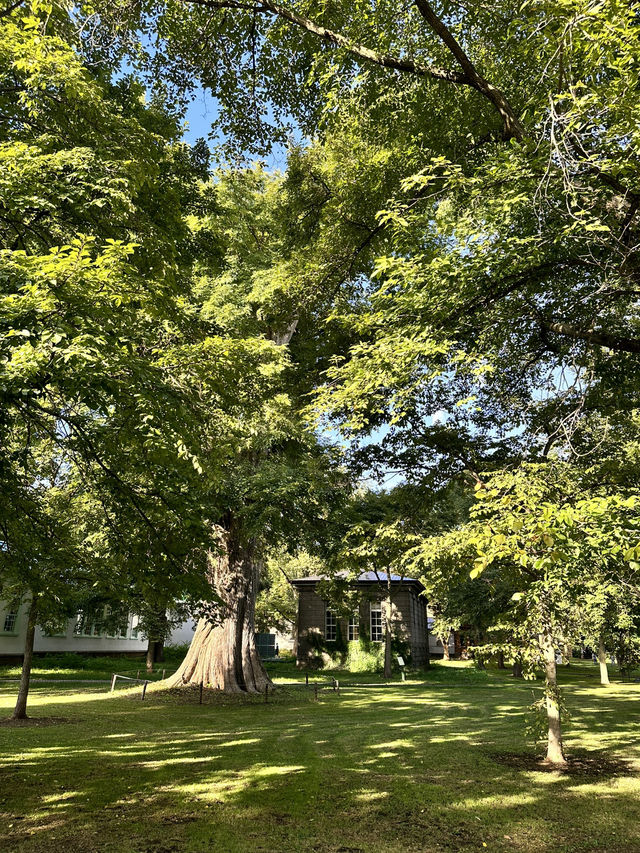 【北海道×3泊4日の旅】  北海道大学のイチョウ並木と明治時代の木造の畜舎