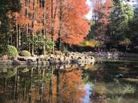 Red leaf in People's park during New Year 2024 - 2025