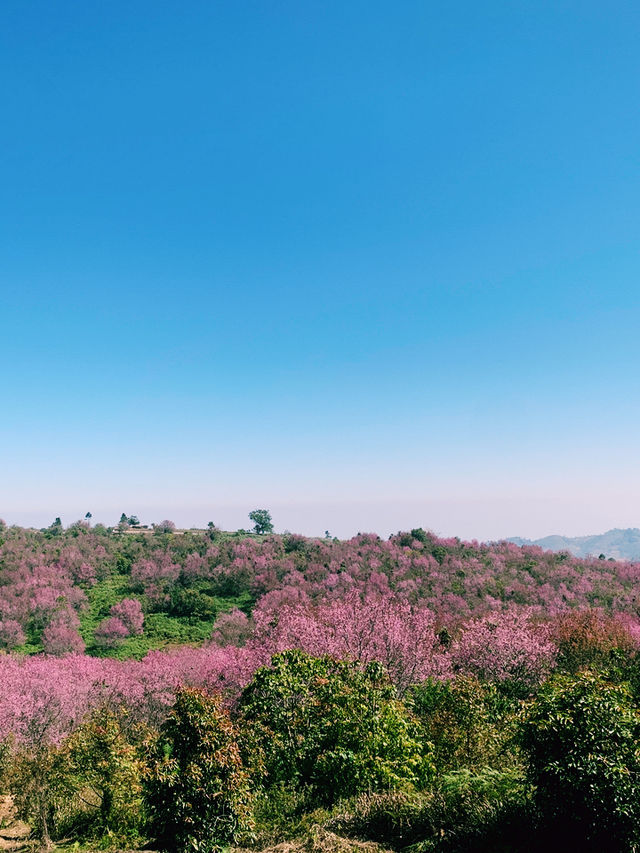 ภูลมโล (อุทยานภูหินร่องกล้า)