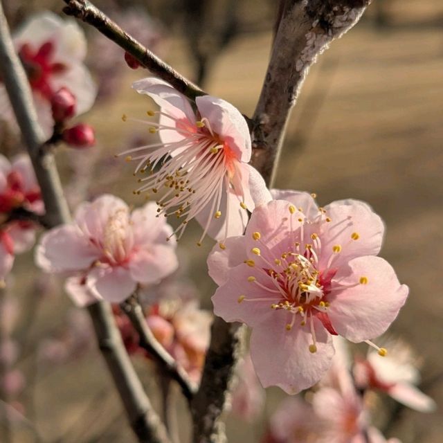 梅の花はこれからが本番🌸