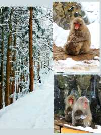 日本長野縣。地獄谷雪猴公園🦧Snow Monkey Park獼猴野生生態奇觀