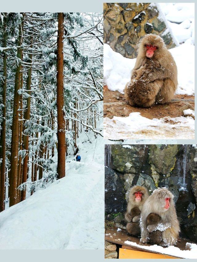 日本長野縣。地獄谷雪猴公園🦧Snow Monkey Park獼猴野生生態奇觀