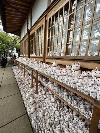貓奴必去打卡點-豪德寺