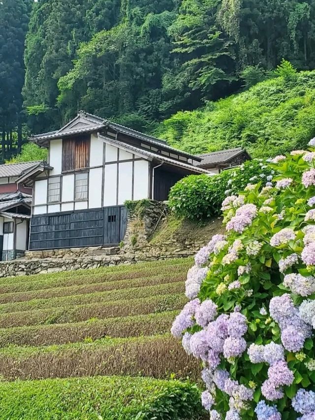 新宮あじさいの里
