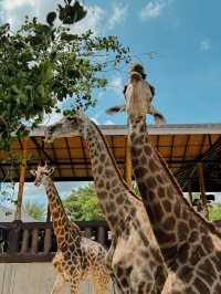 泰國曼谷必去景點🦒大城獅子動物園🐅🦓