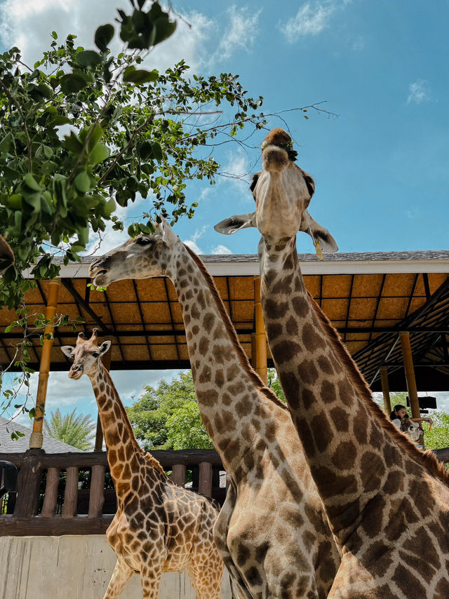 泰國曼谷必去景點🦒大城獅子動物園🐅🦓