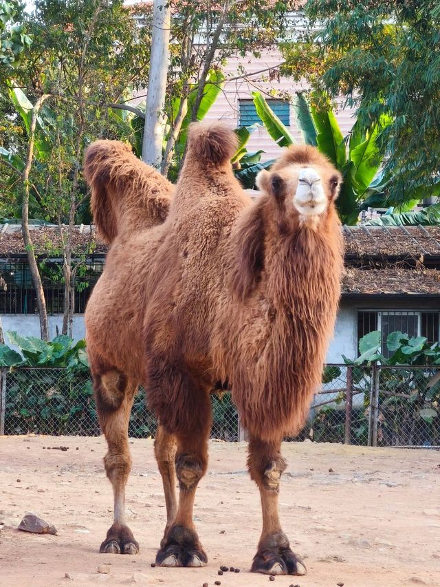 東莞香市動物園打卡攻略