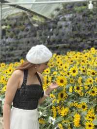 Best OOTD Spot at Cameron Highlands