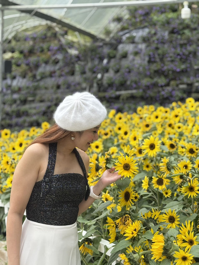 Best OOTD Spot at Cameron Highlands
