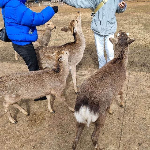 🏃‍♀️오사카에서 3박4일 동안 유명 관광지 모두 돌아다니기🏃‍♀️