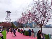 東涌期間限定的櫻花園