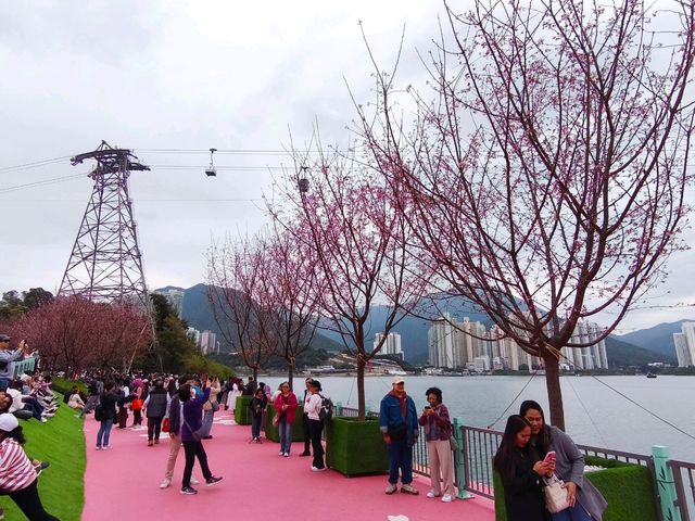 東涌期間限定的櫻花園