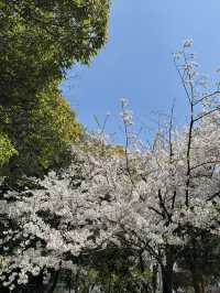 🌸 天王寺公園的櫻花：春天的絕景之旅 🌸