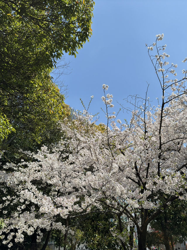 🌸 天王寺公園的櫻花：春天的絕景之旅 🌸