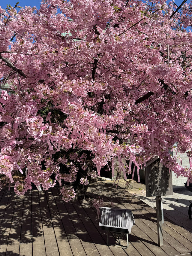東京賞櫻不可錯過嘅櫻神宮🌸
