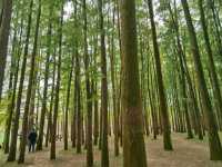 GongQing forest Park