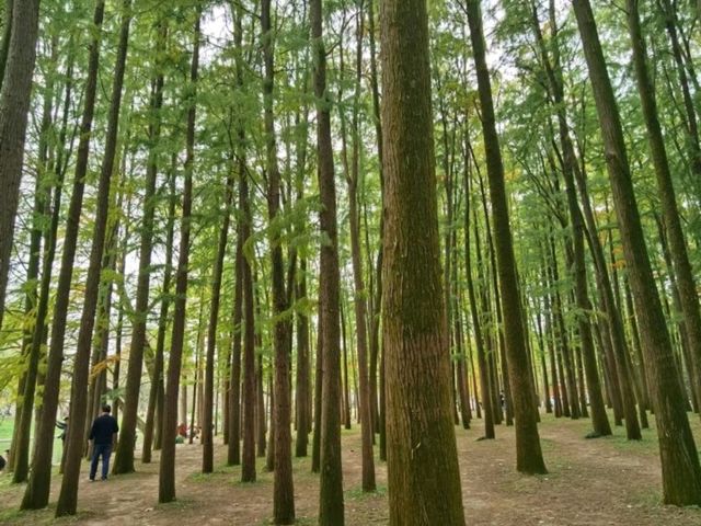 GongQing forest Park