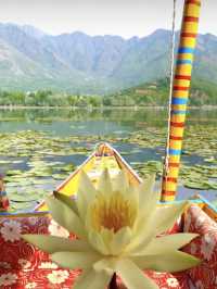 Kashmir in Spring: Where Paradise Comes to Life🌸🏔️