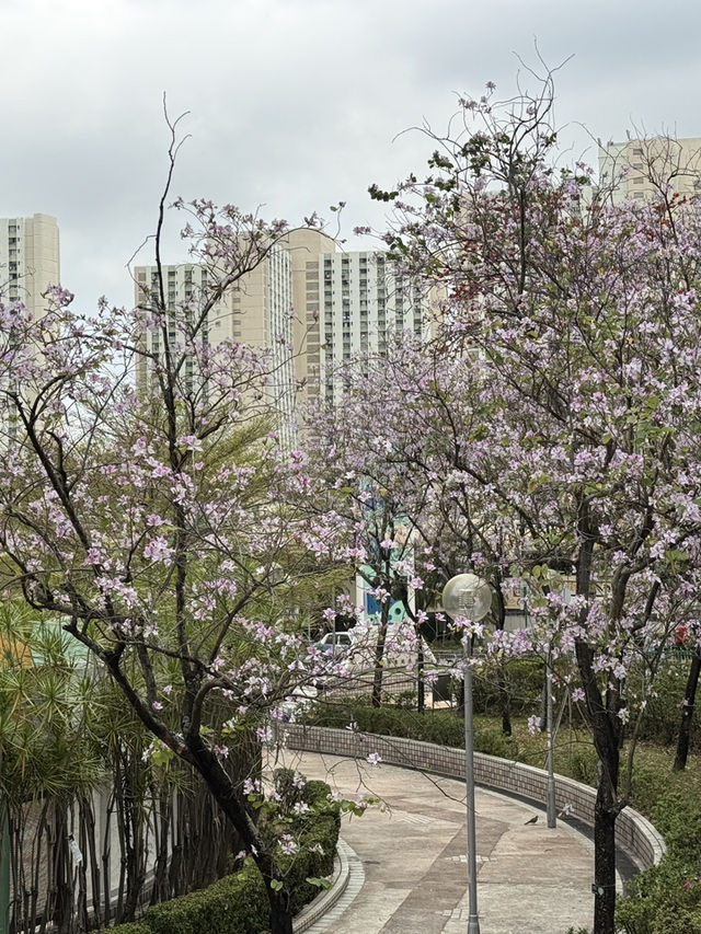 大興邨偽櫻花宮粉羊蹄甲：都市中的春日浪漫🌸🌿