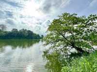 "Mandai Boardwalk: A Tranquil Gateway to Singapore’s Wild Side"