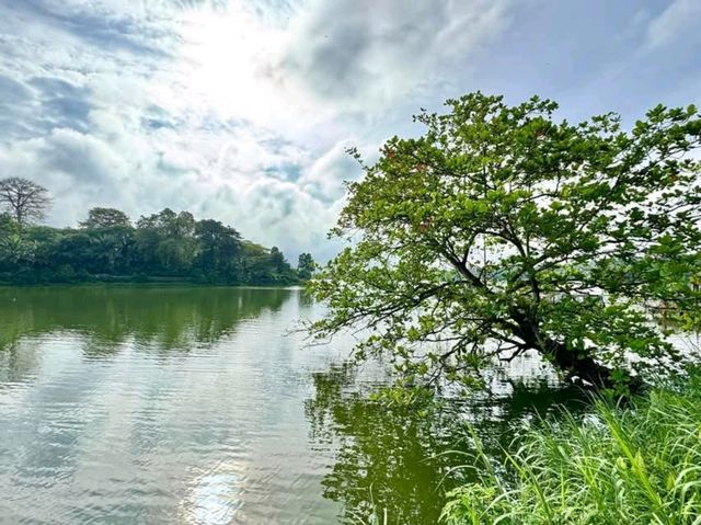 "Mandai Boardwalk: A Tranquil Gateway to Singapore’s Wild Side"