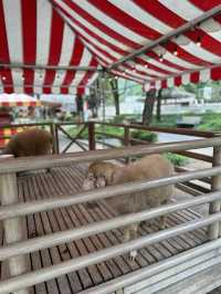 Scenery Farm! 🐑🌿