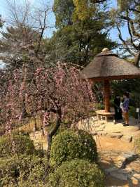 廣島｜泉水屋敷到縮景園 經過原爆悲劇後重現400年前庭園