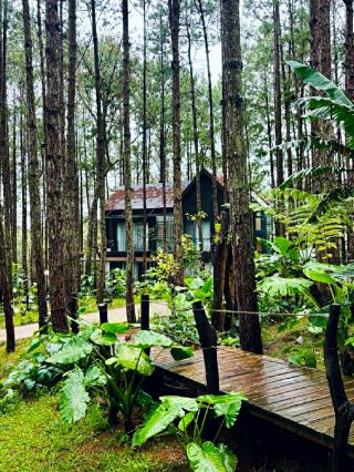 A UNIQUE VILLA SETS IN A FOREST 