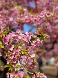 🌸 Sakura Blooming at Yoyogi Park 🌸