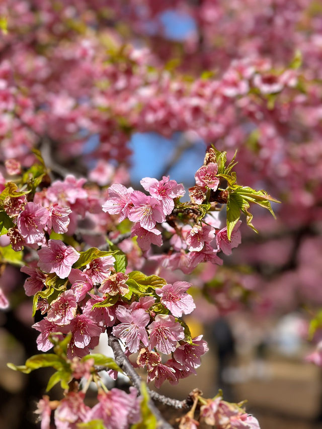 🌸 Sakura Blooming at Yoyogi Park 🌸