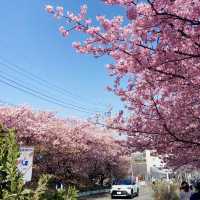 🌸 **河津櫻花觀賞地點遊覽分享** 🌸