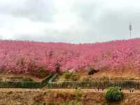 ทริปดอกไม้บาน🌸YiliangSakuraValley 