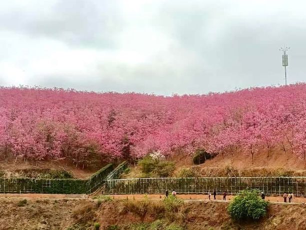 ทริปดอกไม้บาน🌸YiliangSakuraValley 