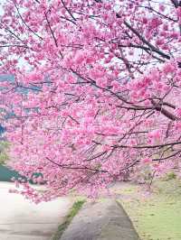 財伯櫻花果園 新竹在地超美櫻花海