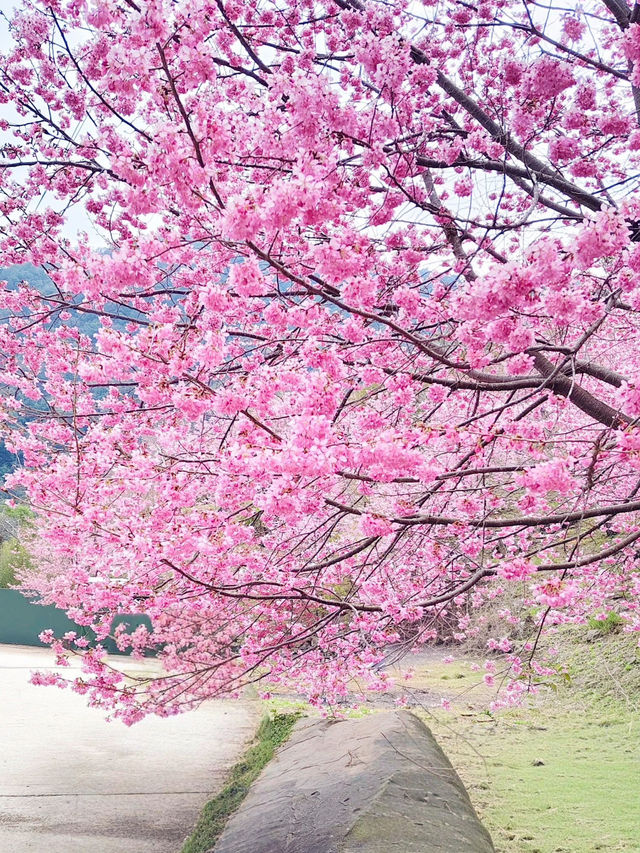 財伯櫻花果園 新竹在地超美櫻花海