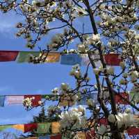 廣仁寺三月花季，錯過再等一年！