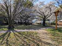 福岡舞鶴公園，市區內最便捷的賞櫻景點