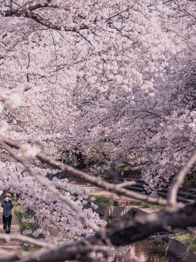Chasing Sakura at Motoara River