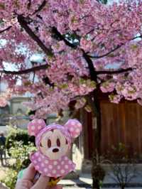 博多櫛田神社開季賞樱🌸