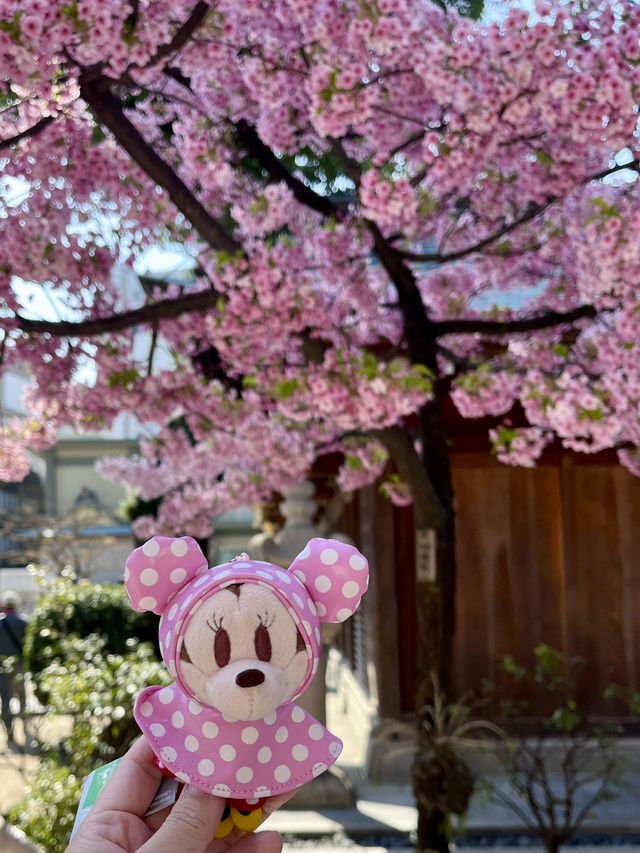博多櫛田神社開季賞樱🌸