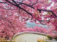 Chasing Sakura in Japan 🌸