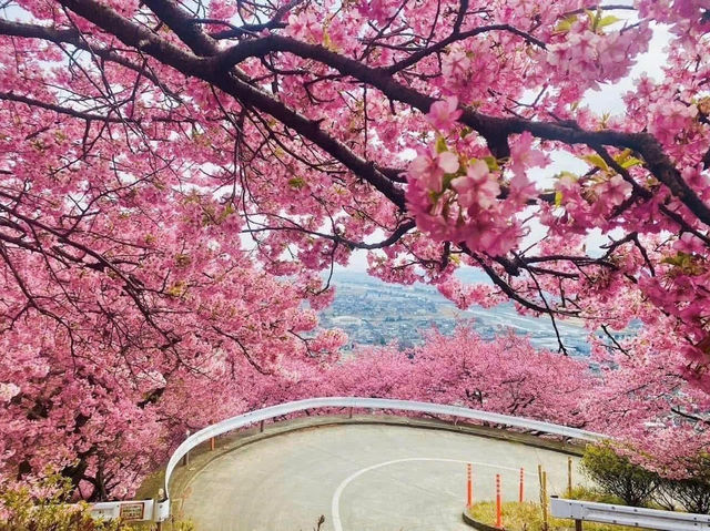 Chasing Sakura in Japan 🌸