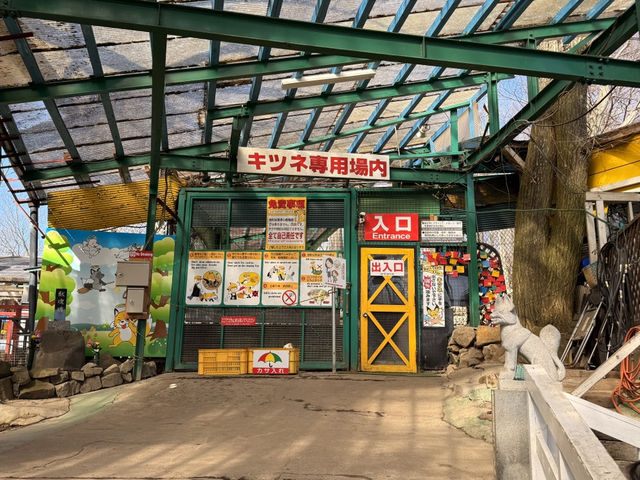 🦊與狐狸漫步｜宮城藏王狐狸村一日遊攻略❄️