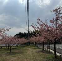 大山下的河津櫻花🌸