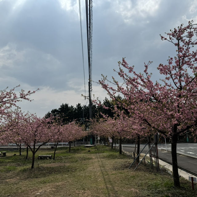 大山下的河津櫻花🌸